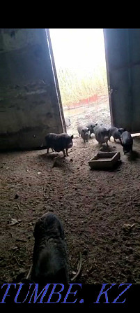 Продаю Вьетнамские свиньи Алматы - изображение 1