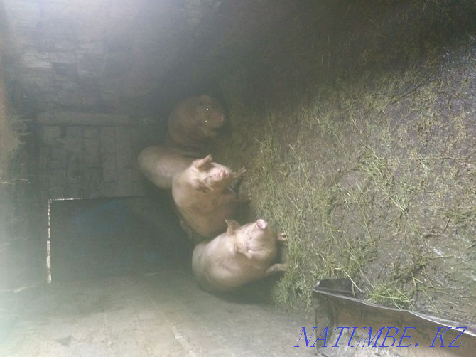 Свиней на мясо домашних  - изображение 2