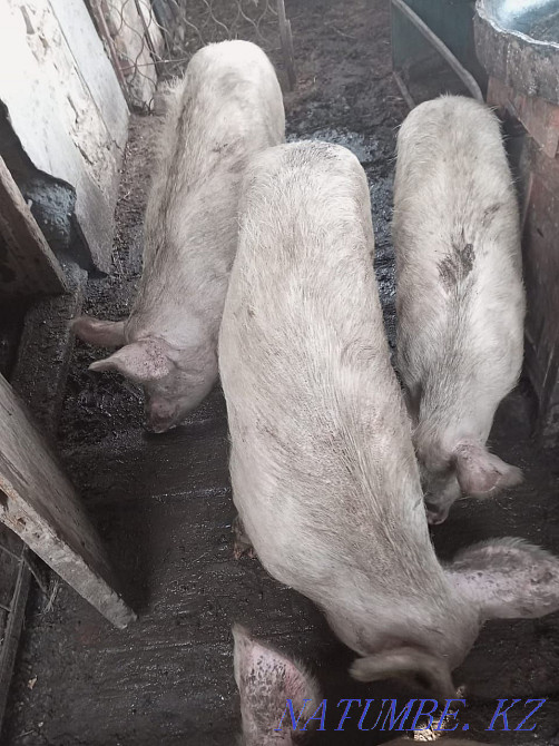 Свиньи Есик - изображение 1