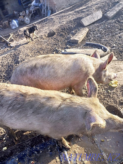 Свиньи Есик - изображение 4