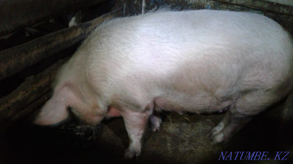 Продам свинью...  - изображение 1