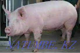Свиньи поросята без сала! Шымкент - изображение 1