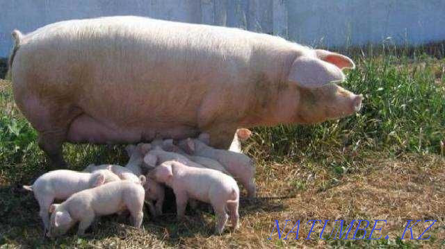 Pigs piglets and boars Shymkent - photo 2