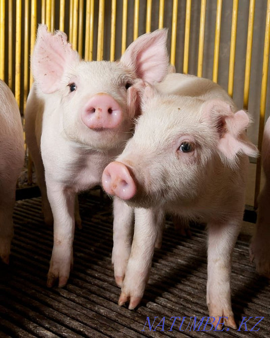 Milk pigs and pigs for sale. For meat and for growing. Aqtau - photo 1