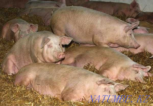 Свиньи- ремонтные матки Костанай - изображение 1