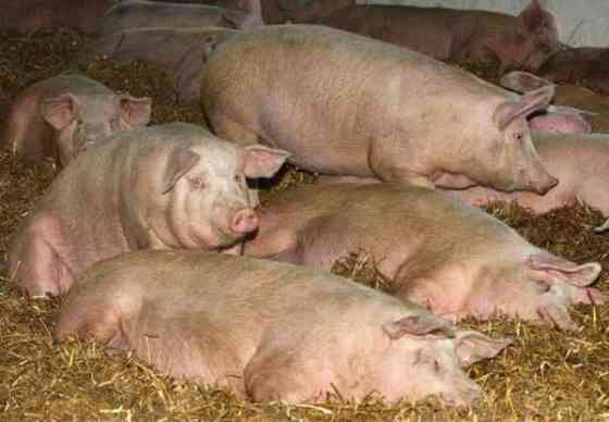 Свиньи- ремонтные свинки Kostanay