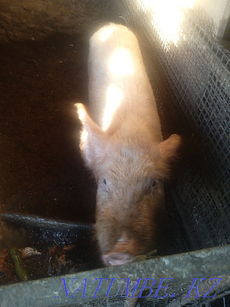 Продам свинью Караганда Нуркен - изображение 1