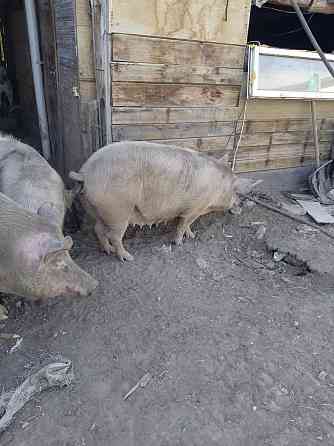 Продаю свиней свиноматок Нуркен