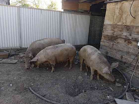 Продаю свиней свиноматок Нуркен