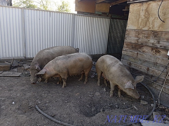 I sell pigs sows Нуркен - photo 2