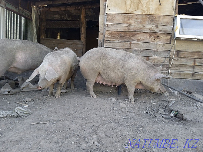 I sell pigs sows Нуркен - photo 4