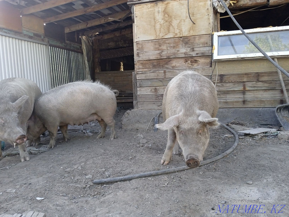 I sell pigs sows Нуркен - photo 1