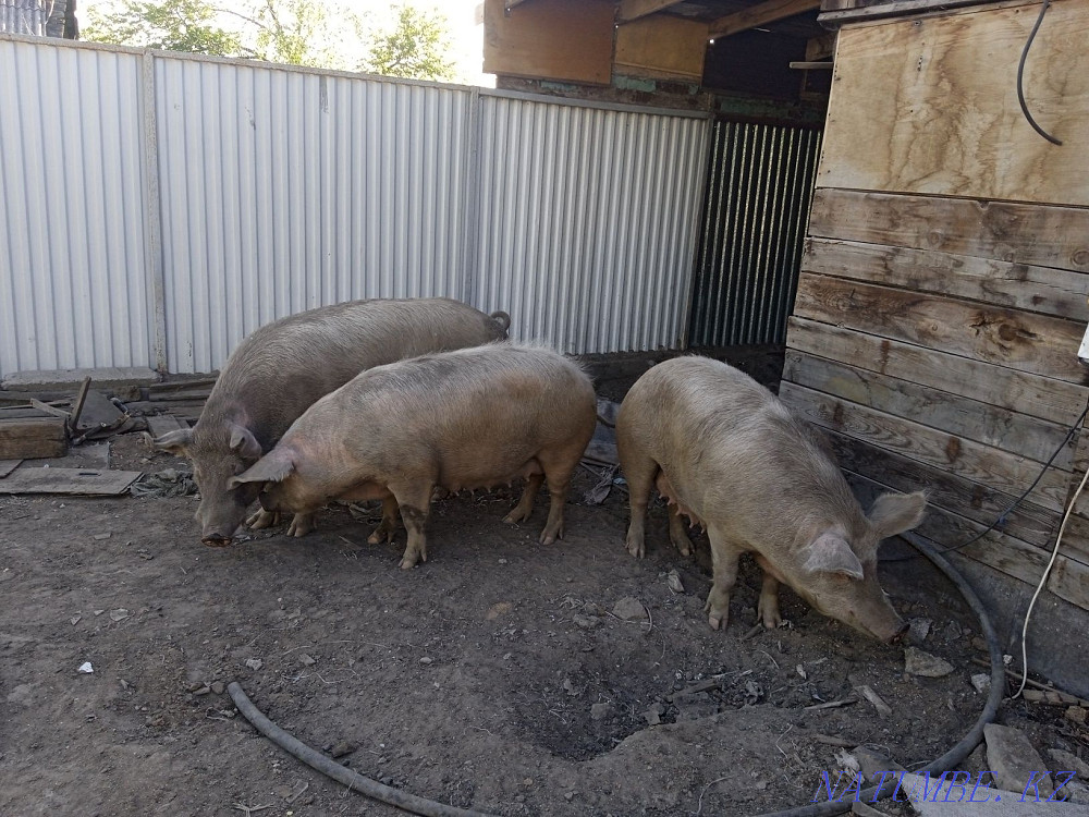 I sell pigs sows Нуркен - photo 2