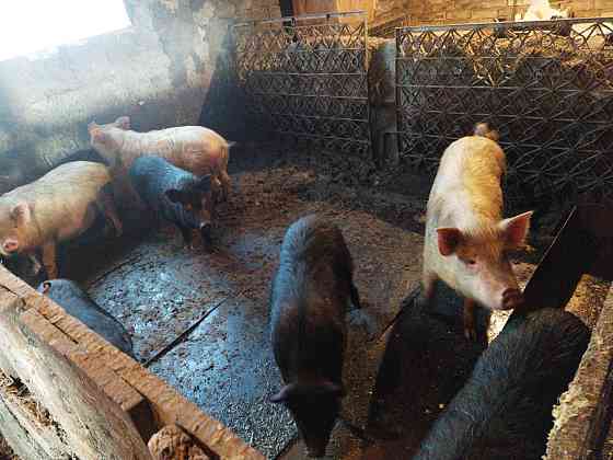Продам вьетнамских веслобрюхих свиней Ush-Tyube