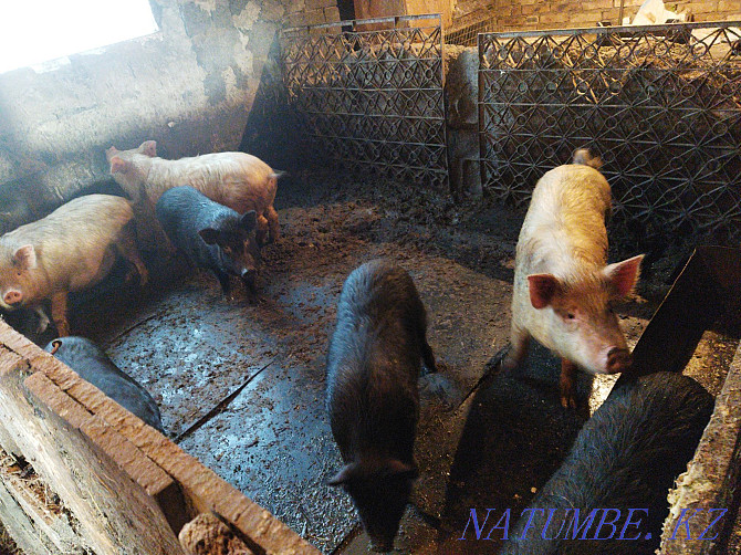 Продам вьетнамских веслобрюхих свиней Уштобе - изображение 1