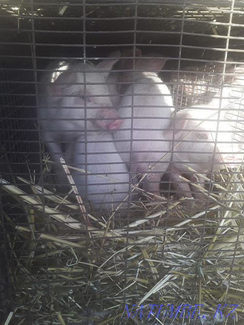 Piglets of different breeds of laying hens 1500tg  - photo 3