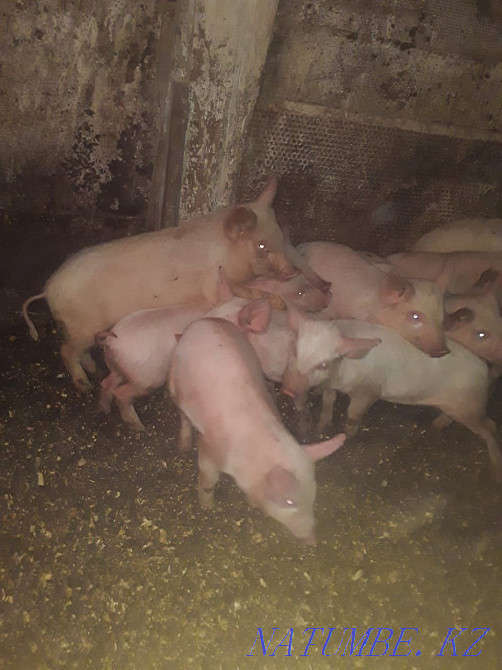 Piglets of different breeds of laying hens 1500tg  - photo 1