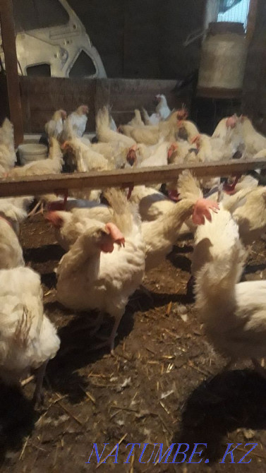 Sell laying hens  - photo 3