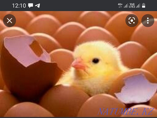 Икубационое яйцо кур несушек Хайсекс браун  - изображение 2