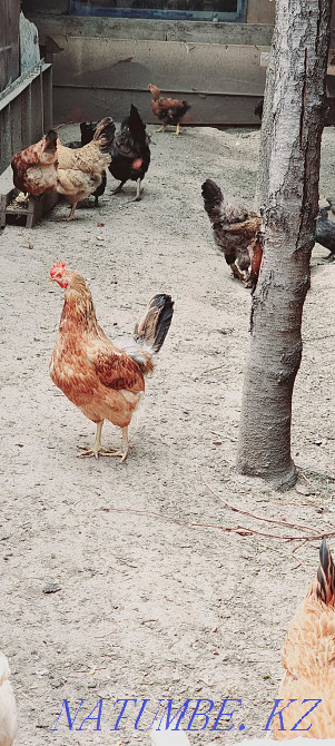 Selling purebred chickens  - photo 1