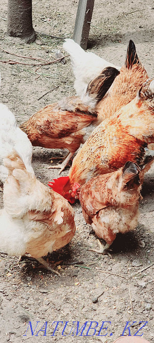 Selling purebred chickens  - photo 3