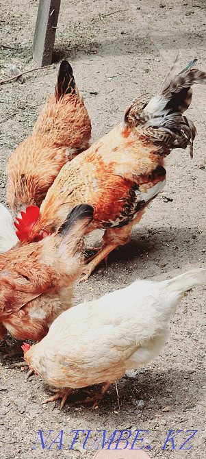 Selling purebred chickens  - photo 2