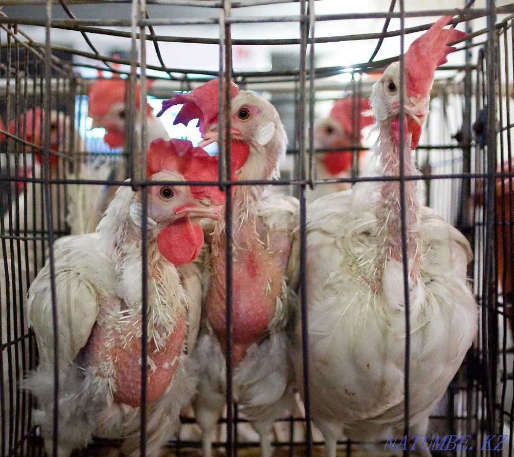 Sale!!! adult laying hens  - photo 1