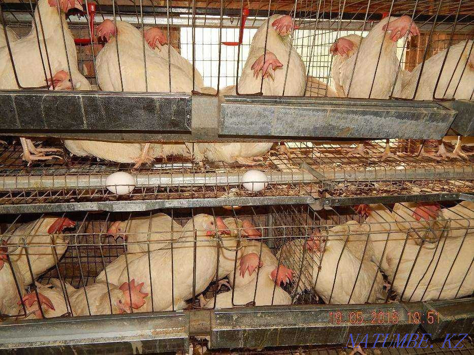 Sale!!! adult laying hens  - photo 2