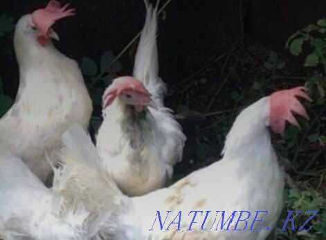 Laying hens with delivery  - photo 1