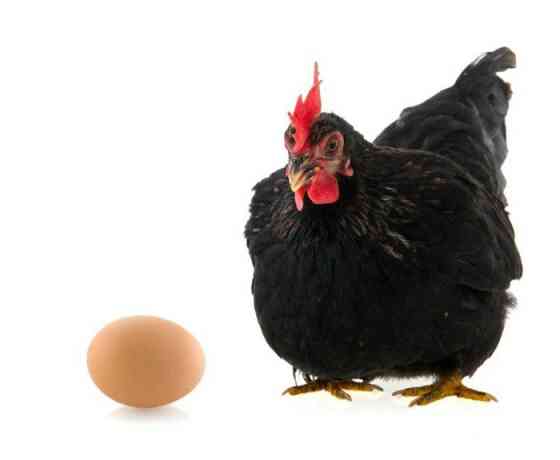 Яйца черных кур на лечения 
