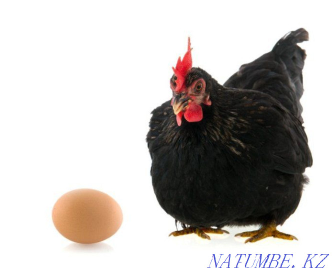 Яйца черных кур на лечения  - изображение 1