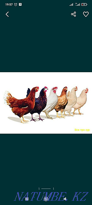 White red colored chickens on treatment  - photo 1