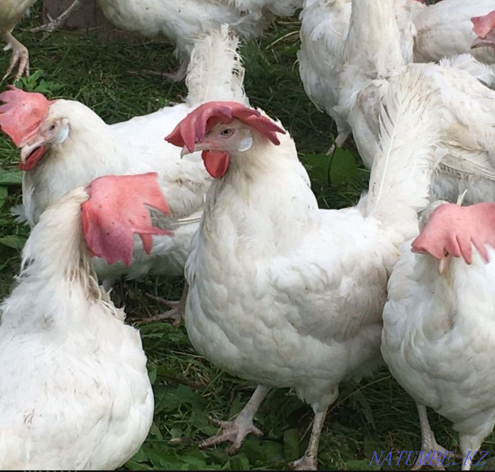 Piglets of different ages Laying hens  - photo 1