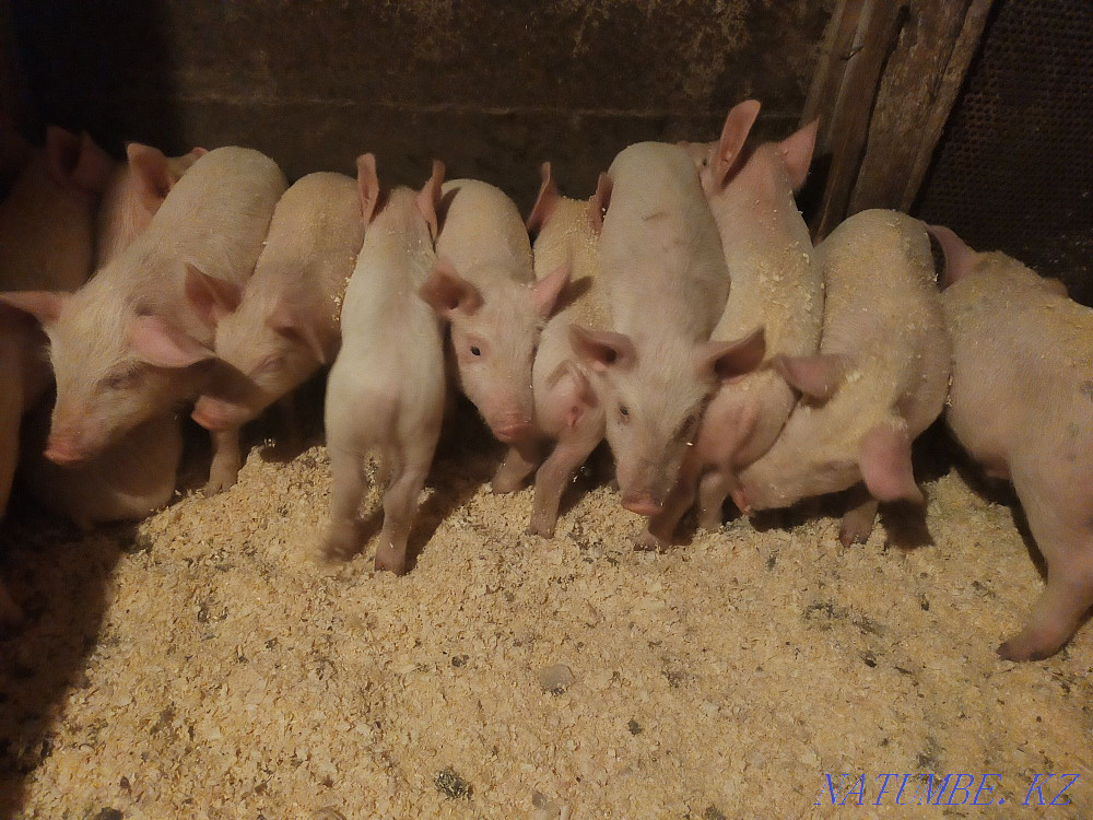 Piglets of different ages Laying hens  - photo 2