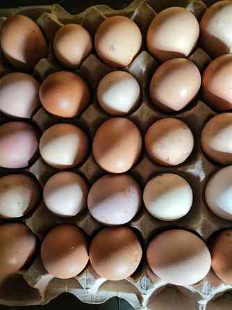 Продаю, яйцо от домашних курей всегда свежие и в наличии возможна дос 