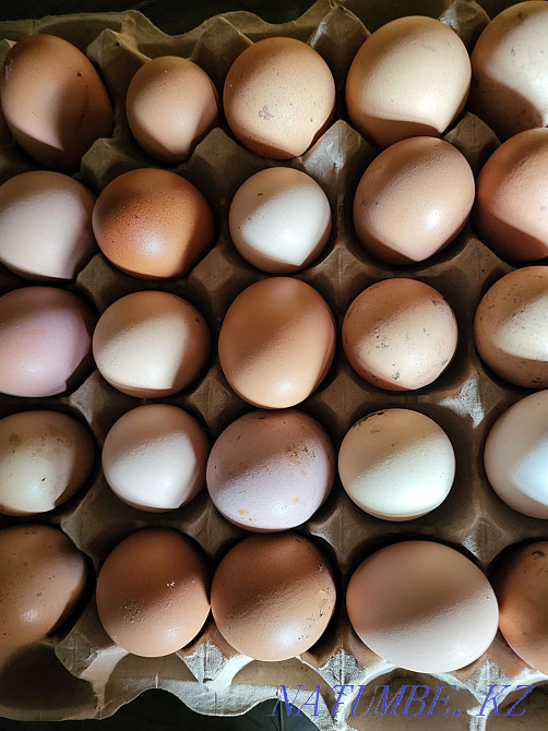 I sell, eggs from domestic chickens are always fresh and available  - photo 1