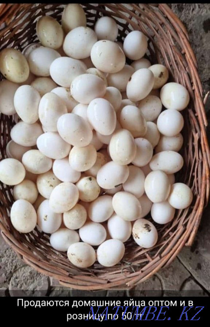 Жұмыртқа тауықтарын сатыңыз  - изображение 4