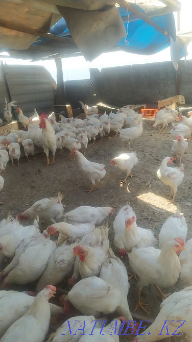 Жұмыртқа тауықтарын сатыңыз  - изображение 2