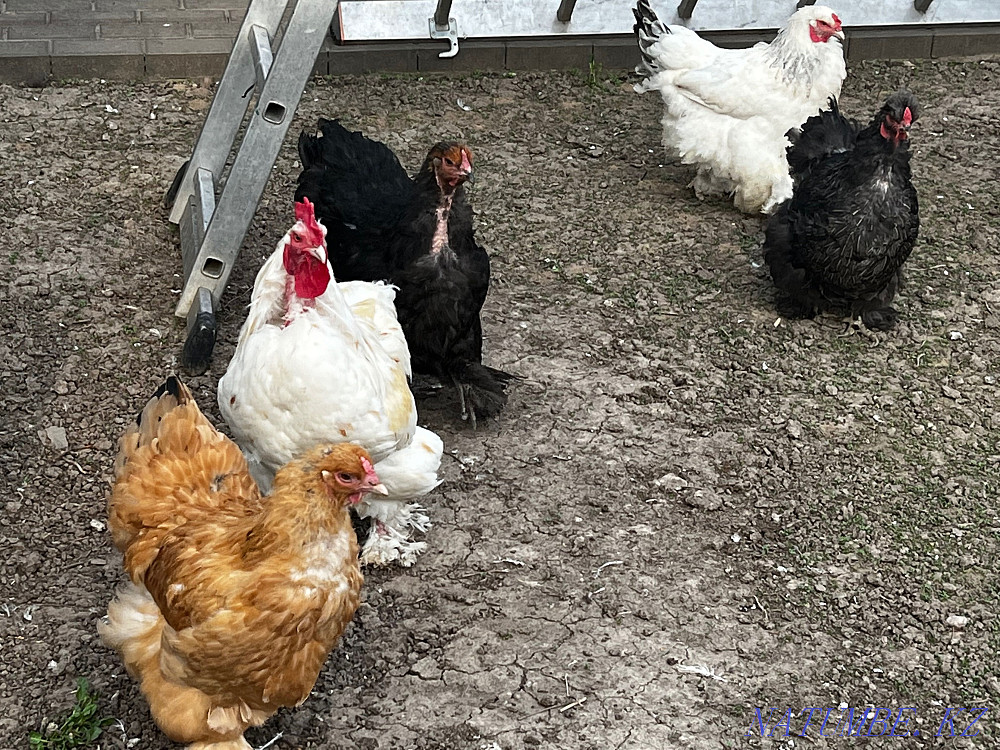 Brama chicken eggs  - photo 3