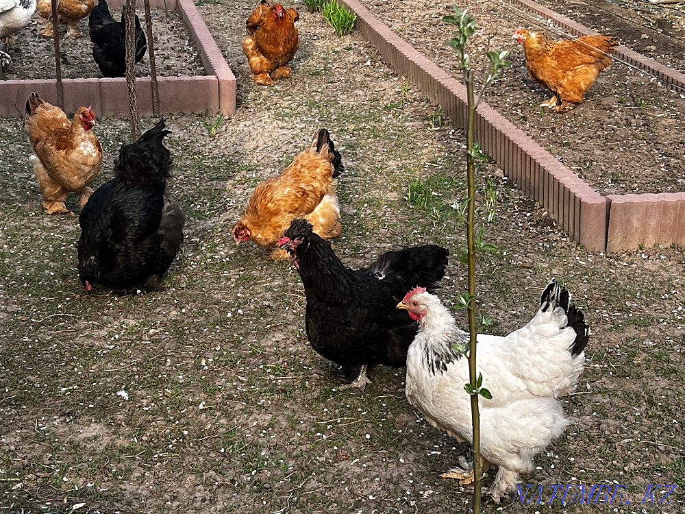 Brama chicken eggs  - photo 2