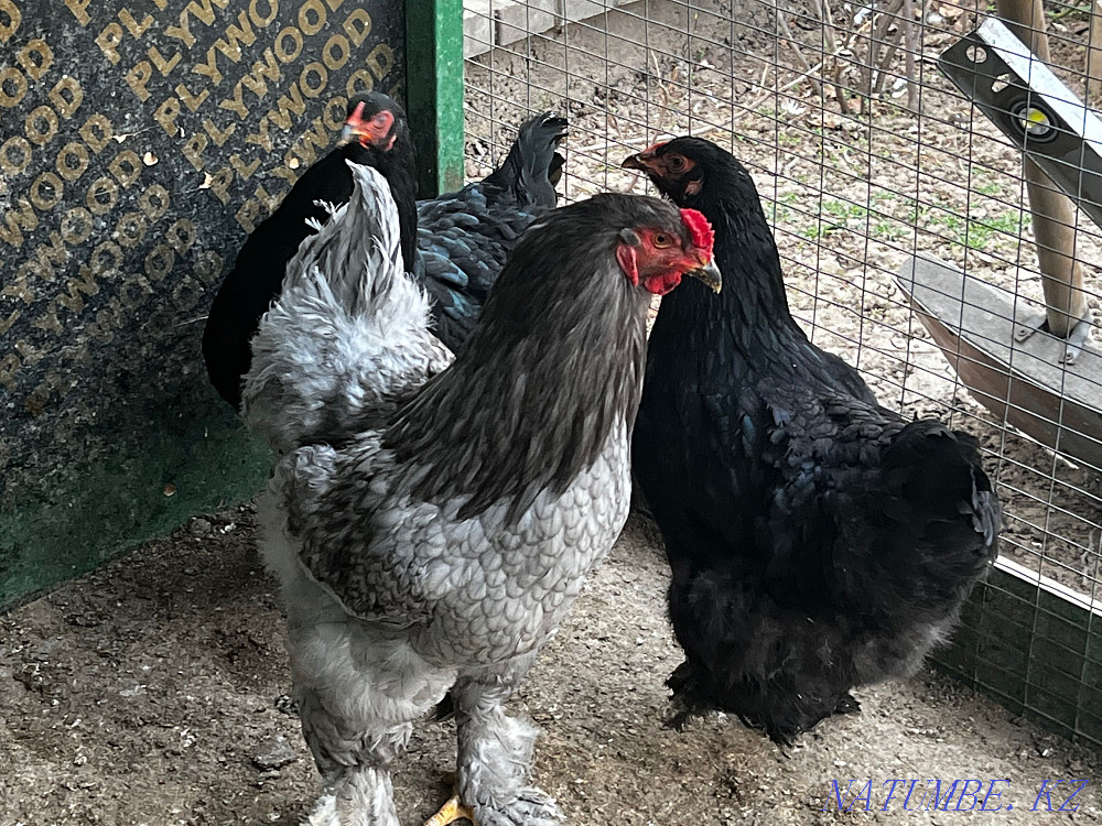 Brama chicken eggs  - photo 1