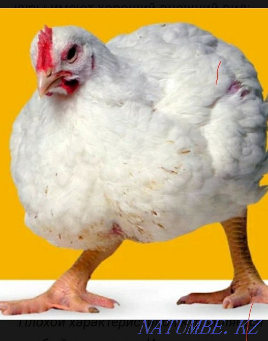 Domestic chickens brolers  - photo 4