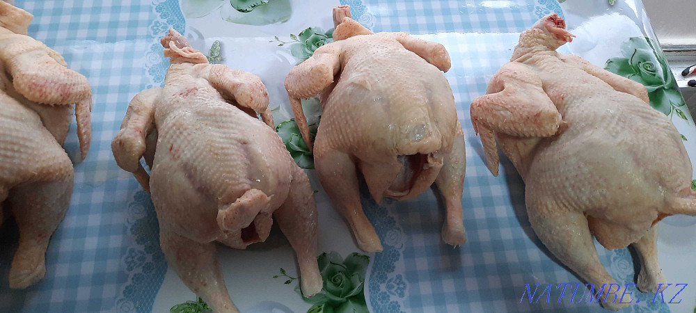 Domestic chickens brolers  - photo 2