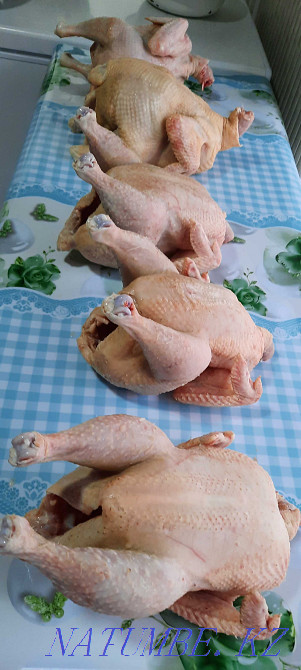 Domestic chickens brolers  - photo 1