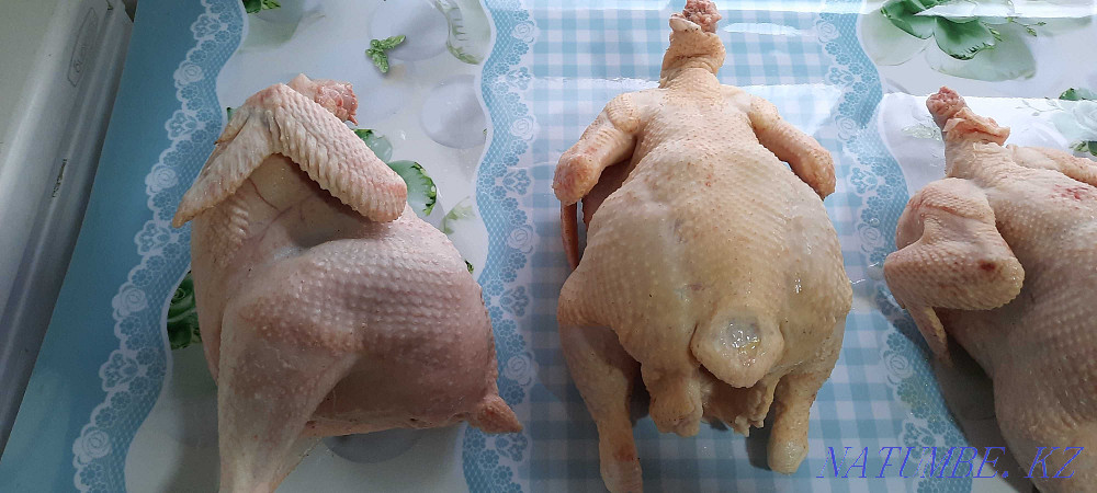 Domestic chickens brolers  - photo 3