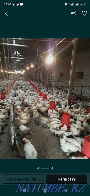 Sell laying hens  - photo 1