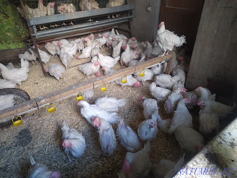 Sell laying hens  - photo 2