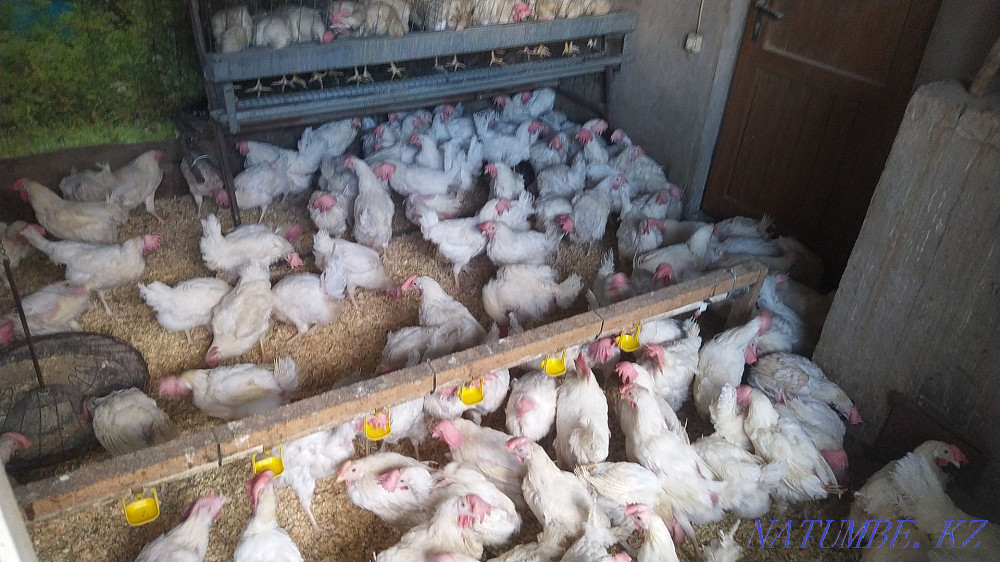 Sell laying hens  - photo 4