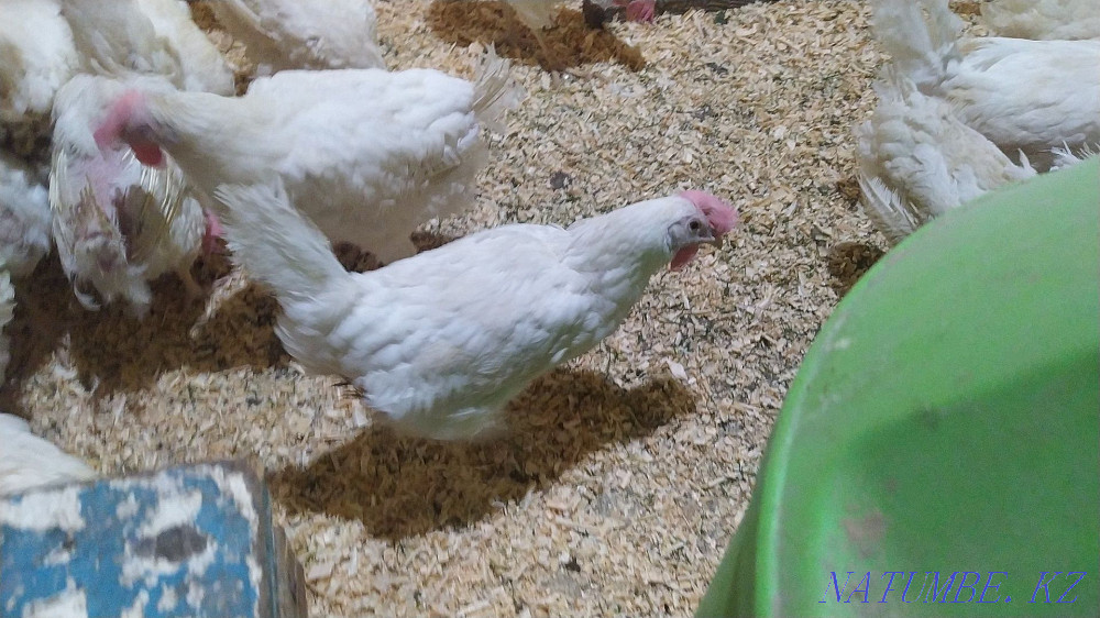 Sell laying hens  - photo 3