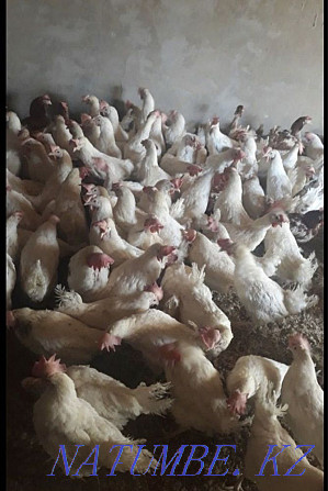 Laying hens  - photo 1